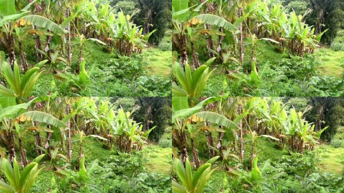 香蕉种植园，看起来风吹拂的叶子