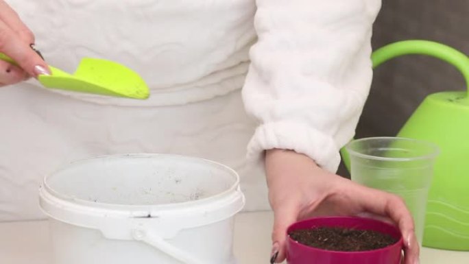 用插条种植天竺葵。一个女人把泥土放进锅里。插花在桌子上。将天竺葵移植到锅中