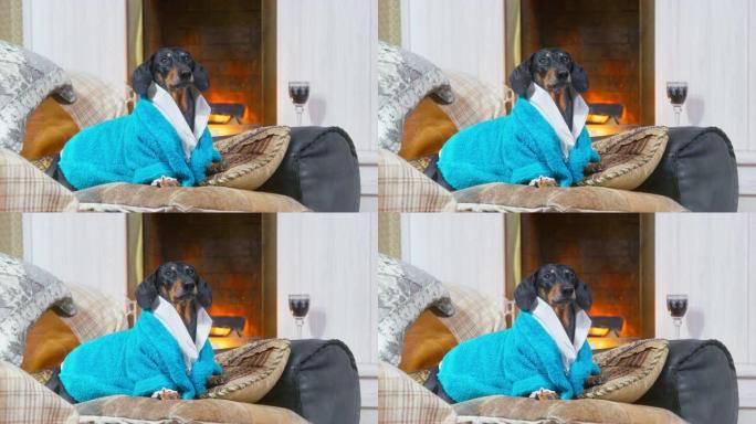 穿着蓝色毛圈睡袍的有趣的腊肠狗像真正的领主一样躺在点燃的壁炉旁的沙发上，吠叫叫仆人，并因过敏或流感而