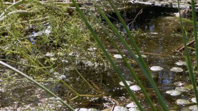 黄色耳朵的无毒蛇在杂草丛生的池塘中游泳，寻找猎物