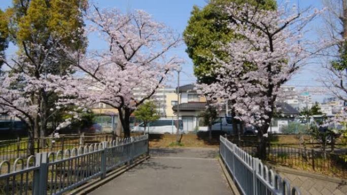 东京仙台波里川公园樱花2022