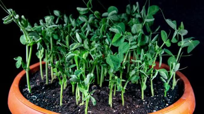 豌豆芽在延时视频中生长迅速。盆栽中的微绿苗。温室萌发新生豌豆植物