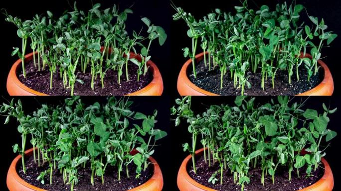 豌豆芽在延时视频中生长迅速。盆栽中的微绿苗。温室萌发新生豌豆植物