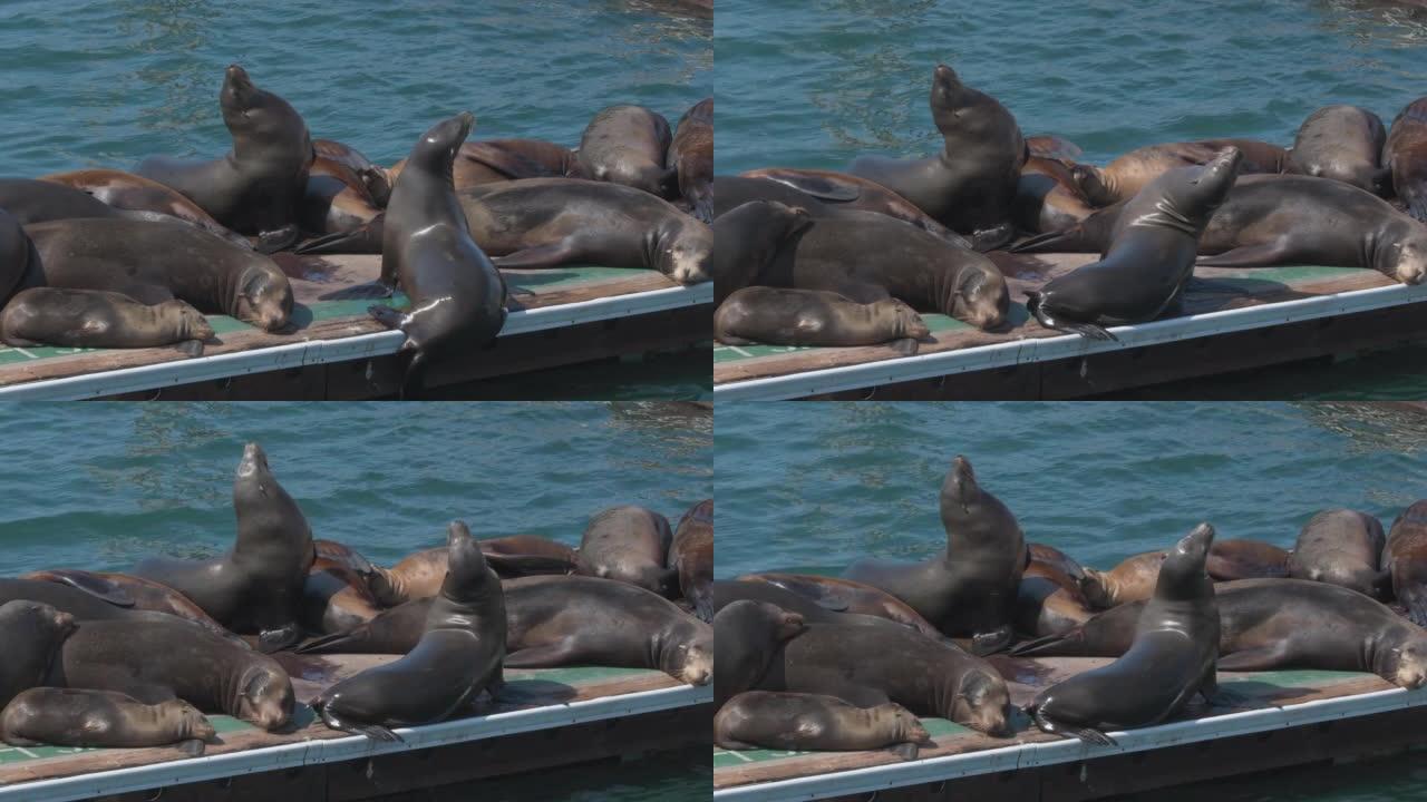 加利福尼亚州欧申赛德码头上的海狮