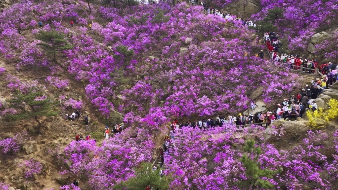 青岛大珠山杜鹃花春天的景色