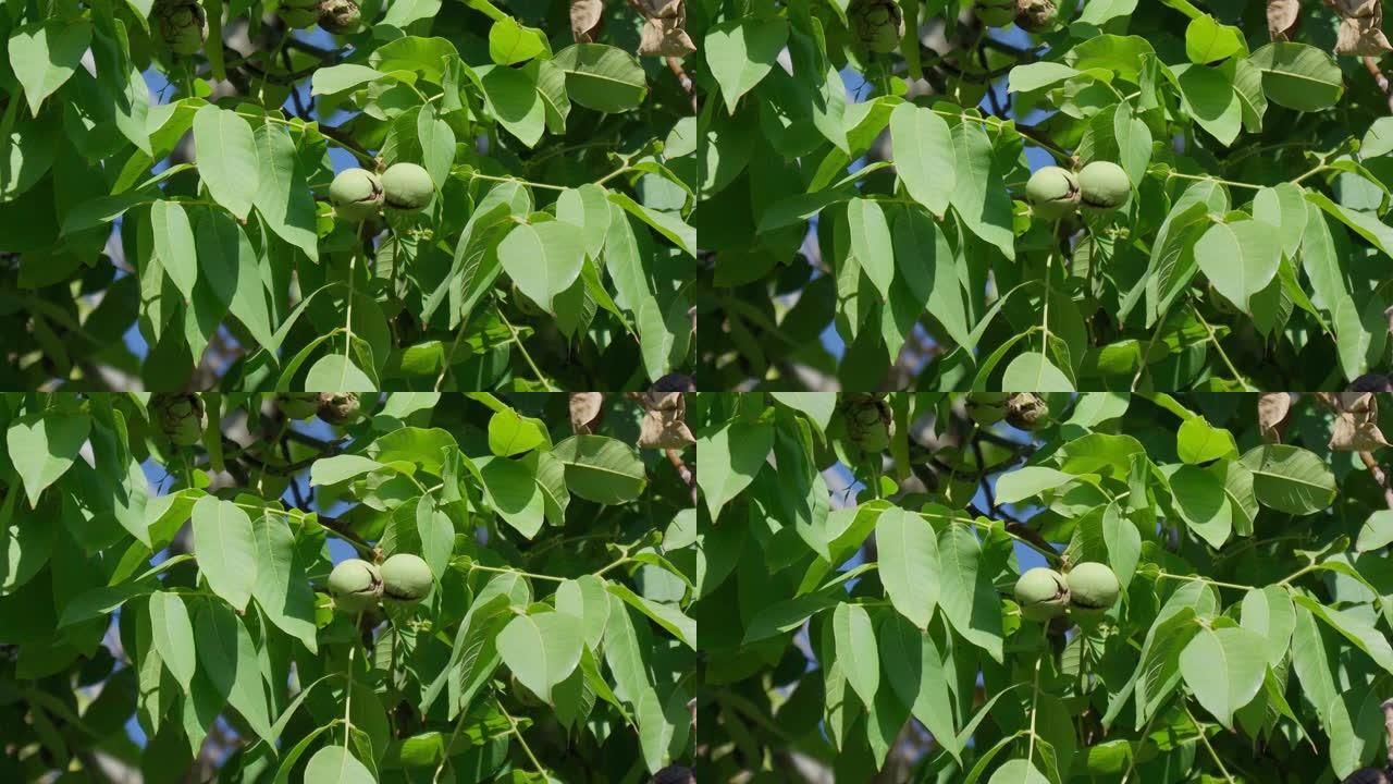 核桃是胡桃科胡桃属任何树木的坚果。