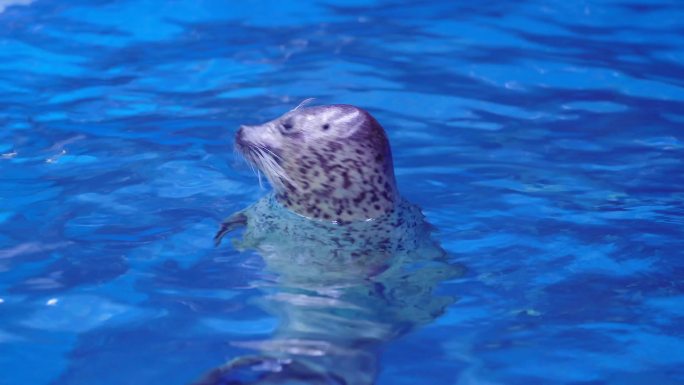 海洋馆海狮