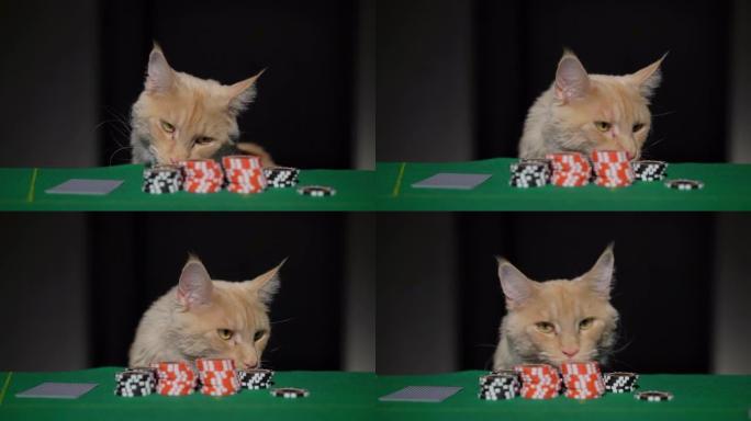 红姜缅因猫在赌场玩扑克。赌片栈