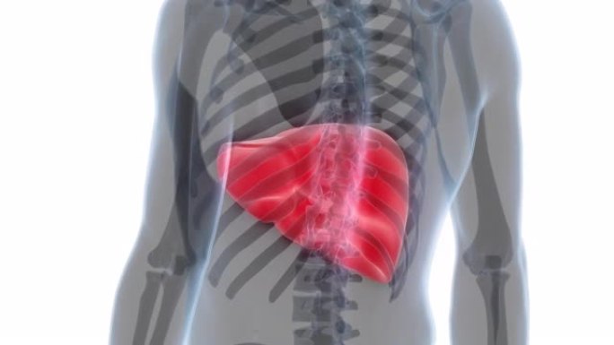 人体内消化器官肝脏解剖动画概念