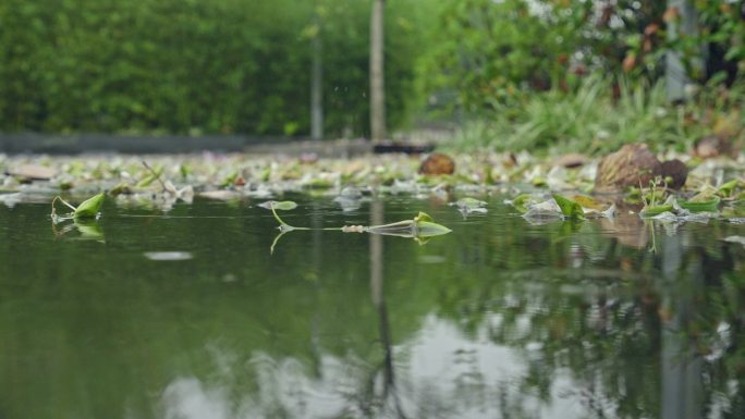 4K实拍，春雨落在广州公园落花满地的水边