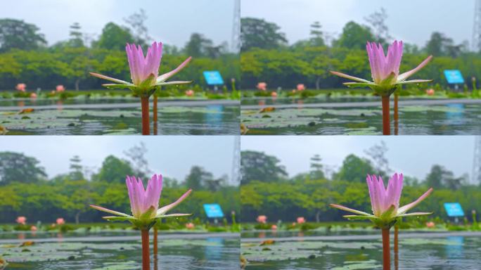 4K实拍，春雨中广州公园里的荷花莲叶。