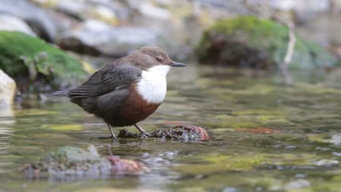 野河上的北斗七星 (Cinclus cinclus)