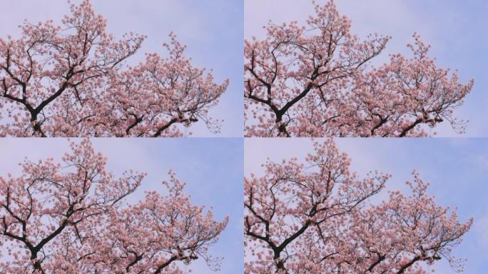 盛开的樱花盛开的满树粉色樱花在风中摇曳
