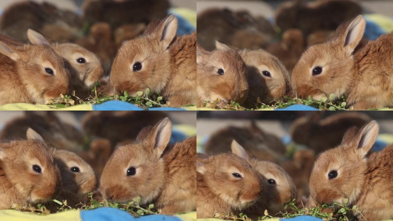 兔子在黄蓝色背景上咀嚼草