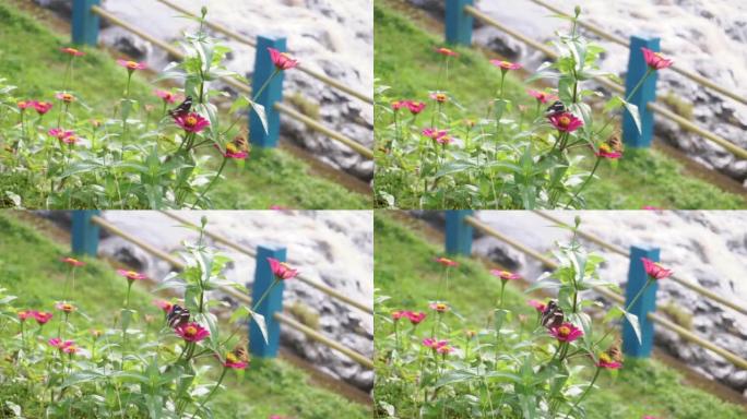 Hypolinnas bolina蝴蝶在粉红色的花朵上休息并在背景中溅河的特写镜头