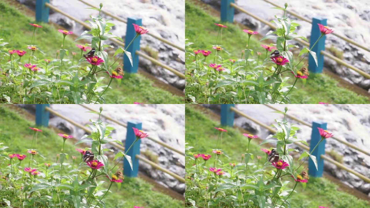 Hypolinnas bolina蝴蝶在粉红色的花朵上休息并在背景中溅河的特写镜头