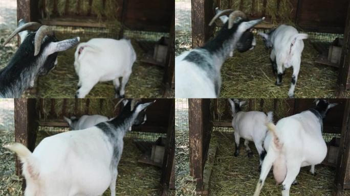 两只山羊妈妈和宝宝正在谷仓里吃干草。家庭农场。