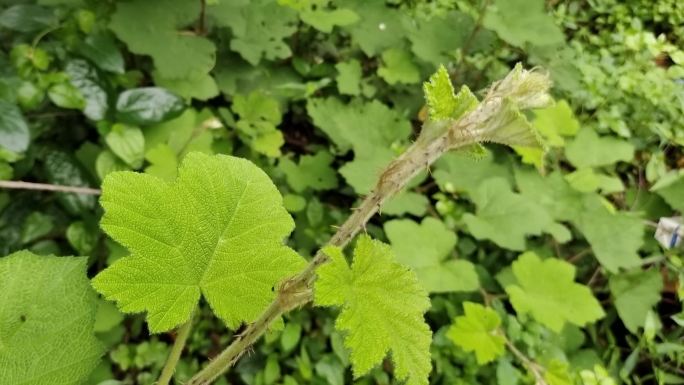 粗叶悬钩子攀援灌木被子植物门山谷杂林植物