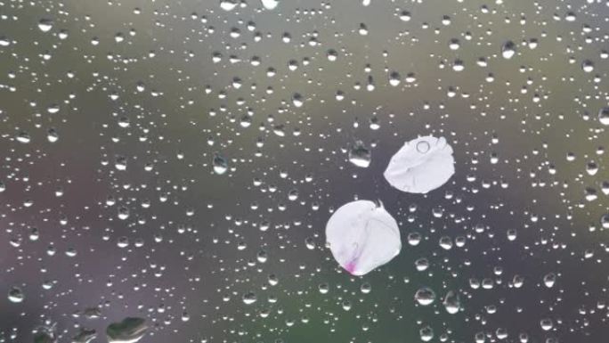 雨天透过玻璃拍摄的雨滴和樱花花瓣的4k视频