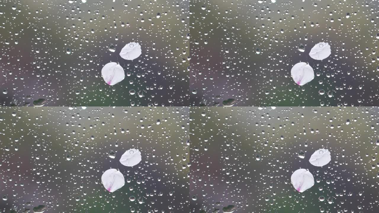 雨天透过玻璃拍摄的雨滴和樱花花瓣的4k视频