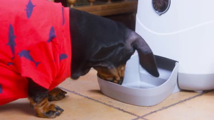 有故障的自动宠物喂食机倒出的干粮量不足。可爱的饥饿腊肠犬小狗正在寻找食物。根据时间表和计时器喂养家畜