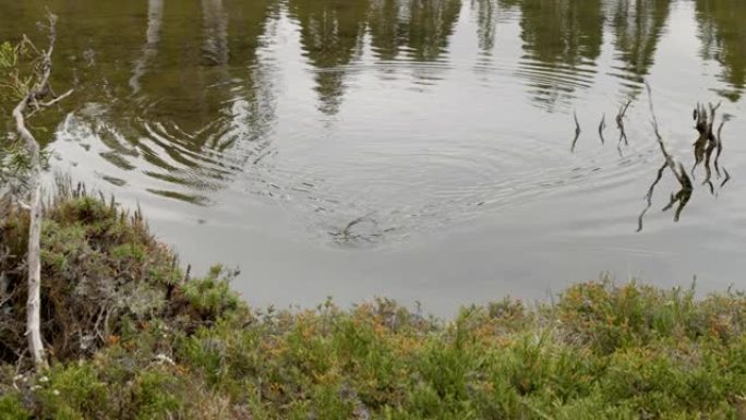 鸭嘴兽在siloam池中游泳时接近