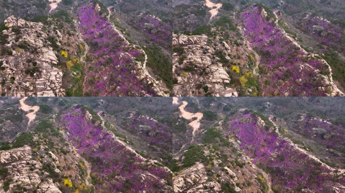 青岛大珠山杜鹃花春天的景色