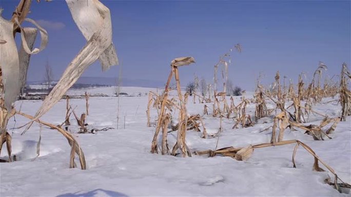 一个荒芜的村庄边缘被雪覆盖的玉米种植园的残余物