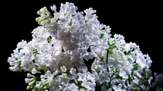 白色丁香花在黑色背景上的时间流逝中绽放。美丽芬芳的开放花特写大自然盛开的背景