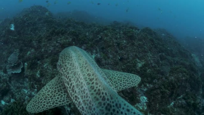 发现鲨鱼在岩石礁石系统上游动时，独特的水下景观。
