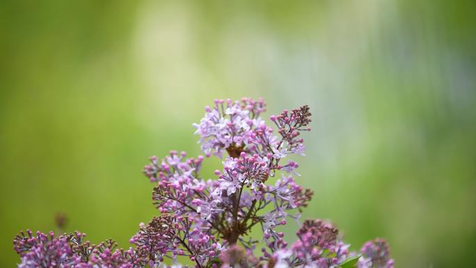 紫丁香花