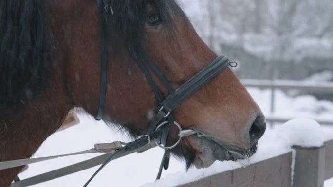 一匹黑色鬃毛的棕色马吃雪，在穿过空旷地区后解渴。马的枪口特写