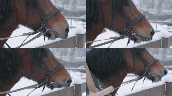 一匹黑色鬃毛的棕色马吃雪，在穿过空旷地区后解渴。马的枪口特写