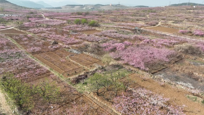 济南仲宫泉泸村万亩桃花盛开