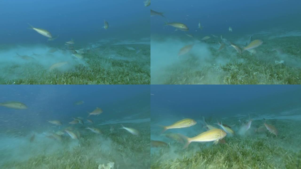 山羊鱼在覆盖着绿色海草的海底觅食。黑马鞍山羊鱼或两盆山羊鱼-冬凌草。埃及红海
