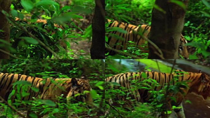 野生老虎沿着岩石上的草地奔跑，研究生命的领土