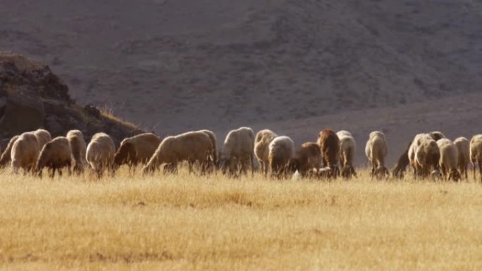 在沙漠中放牧的绵羊，以色列