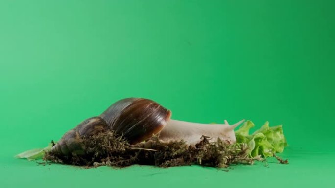 蜗牛在绿色屏幕上爬行的宽镜头与色度键隔离。