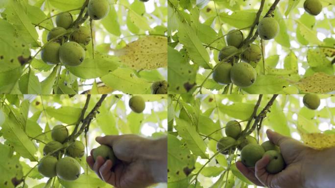 核桃树上的绿色贝壳中的几个成熟核桃。一个人的手从树枝上摘坚果。