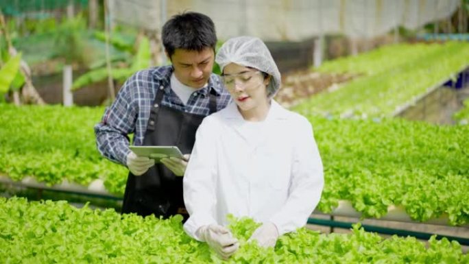 亚洲女性科学家和亚洲男性农民共同努力，在温室实验中检查水培植物中的有机蔬菜实验结果。
