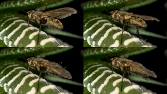 灰翅蝇虫坐在常绿肉质植物上。离体黑色芦荟叶上有翅膀的昆虫。动植物壁纸。自然之美和自然设计。宏观。慢动