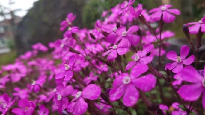 捕蝇草，捕蝇草，雨，雨，花园捕蝇草，Silene armeria，Mushitori Nadeshi