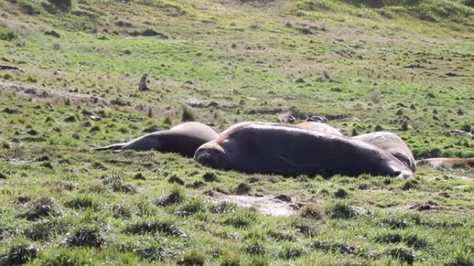 南极绿草上的象海豹