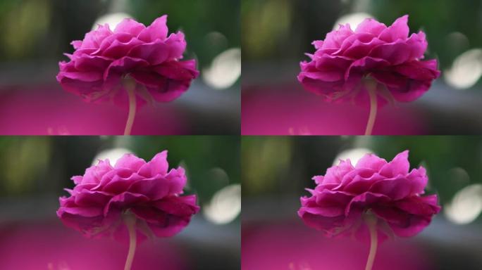 粉红玫瑰特写展示微距实拍红花小花