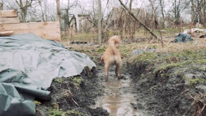 狗在泥里玩耍