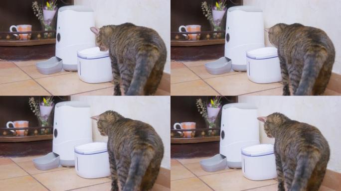 毛茸茸的棕色家猫在自动动物喂食器附近闻到白色饮酒者的气味，站在家里旧衣柜附近的瓷砖地板上