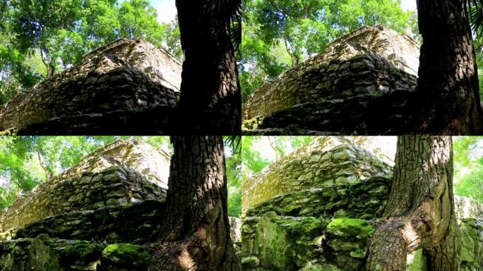 树根通过石头生长玛雅神庙废墟Muyil墨西哥
