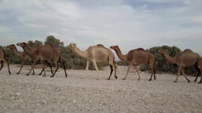 沙漠中的骆驼群
