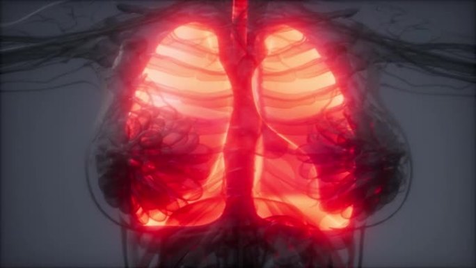 人体肺部放射检查