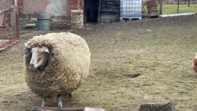 大羊在院子里散步。胖蓬松美利奴羊